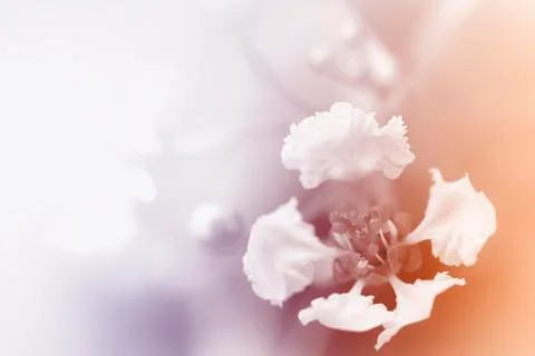 Beautiful flowers Stock Illustration