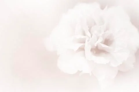 Beautiful flowers Stock Illustration