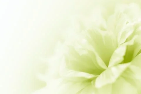 Beautiful flowers Stock Illustration