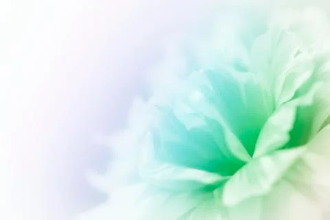 Beautiful flowers Stock Illustration