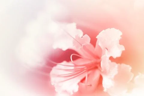 Beautiful flowers Stock Illustration