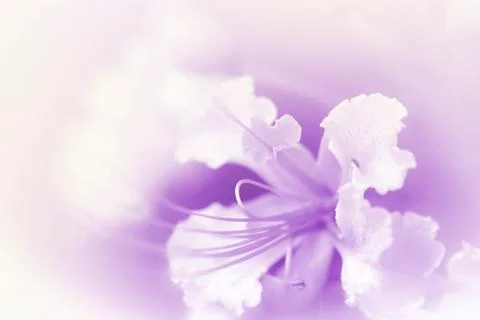 Beautiful flowers Stock Illustration