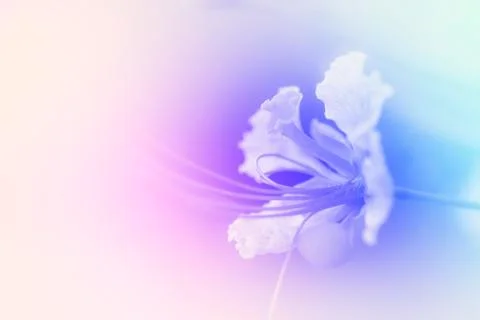 Beautiful flowers Stock Illustration