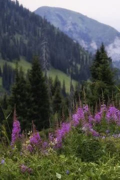 Beautiful flowers Ivan Chai or Kiprey fireweed in mountains against the bac.. Stock Photos