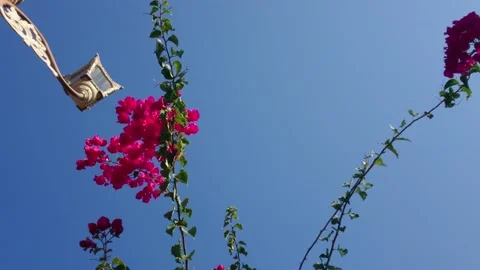 Beautiful Flowers in Low Angle Video stock 137151846