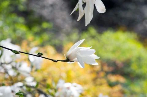 Beautiful Flowers of a Magnolia Tree Stock Photos