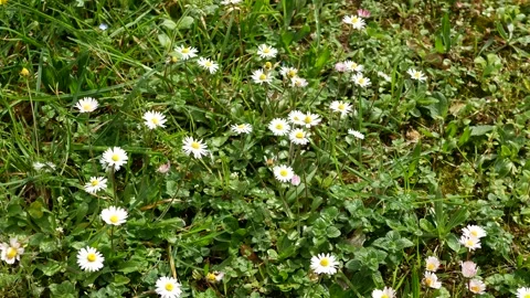 Beautiful flowers in a meadow Stock Footage 151837548