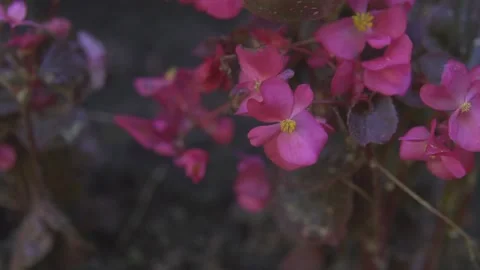 Beautiful flowers in motion Stock Footage 112247481