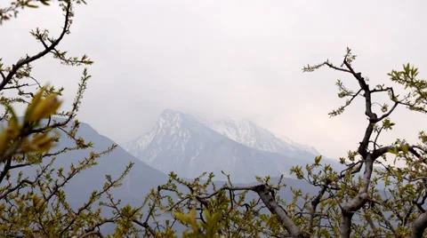 Beautiful Flowers with Mountain Background Video stock 35368422