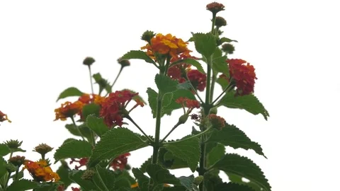 Beautiful Flowers Moving in the Wind Stock-Footage 77830228
