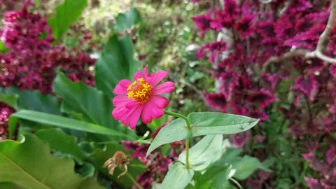Beautiful flowers moving in the wind Stock Footage 229832673