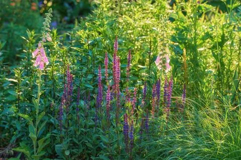 Beautiful flowers from my garden. A series of beautiful garden photos. Stock Photos