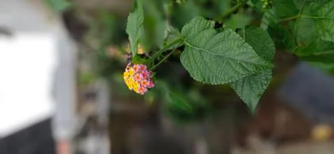 Beautiful flowers in one plant Stock Photos