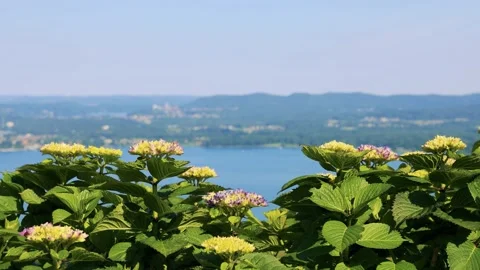 Beautiful Flowers Overlooking the Lake Stock Footage 161817487