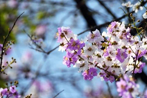 Beautiful flowers of peach tree in spring. Stock Photos