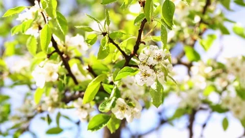 Beautiful flowers on a pear tree branch and raindrops against the sun in spring Stock Footage 314887997