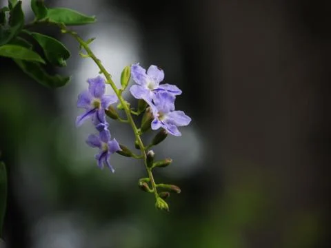 Beautiful flowers Photos