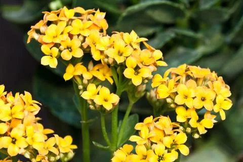 The beautiful flowers Stock Photos