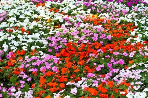 The beautiful flowers Stock Photos