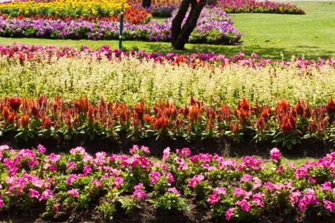 The beautiful flowers Stock Photos