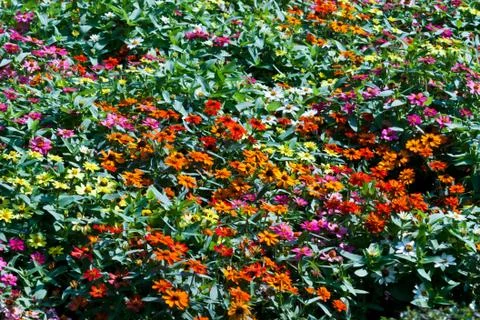 The beautiful flowers Stock Photos