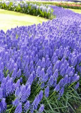 Beautiful flowers Stock Photos