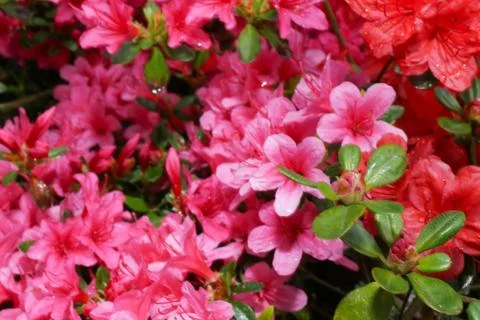 Beautiful flowers Stock Photos