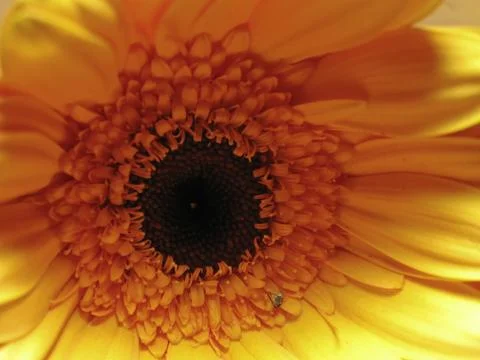 Beautiful flowers Stock Photos