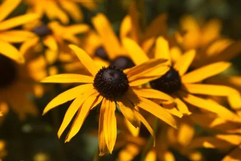 Beautiful flowers Stock Photos