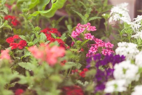 Beautiful flowers Stock Photos