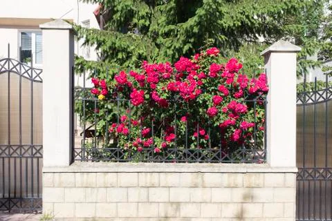 Beautiful flowers. Stock Photos