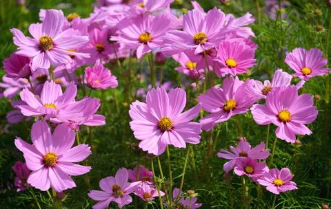 Beautiful flowers. Stock Photos