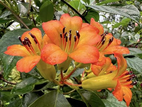 Beautiful flowers. Stock Photos
