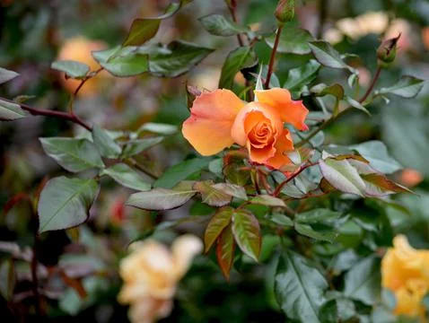 Beautiful flowers. Stock Photos
