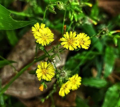 Beautiful flowers Stock Photos