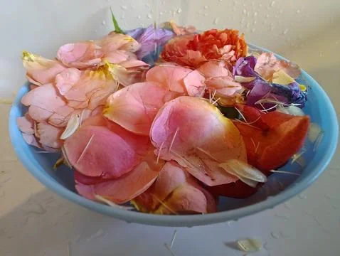 Beautiful flowers  Stock Photos