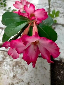 Beautiful flowers 스톡 사진