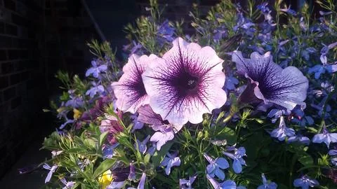 Beautiful Flowers Stock Photos