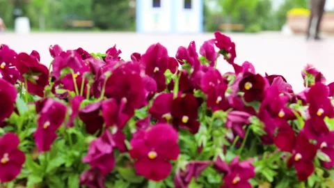 The beautiful flowers in the pot Stock Footage 244946906