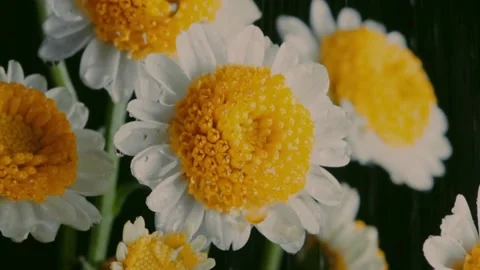 Beautiful Flowers With Raindrops Stock Footage 234026935