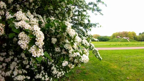 Beautiful flowers slow motion effect 240 fps Video stock 107486854