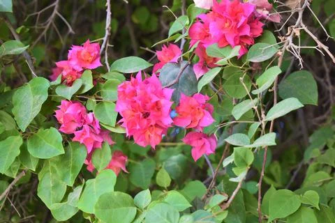 Beautiful flowers in spring background Stock Photos