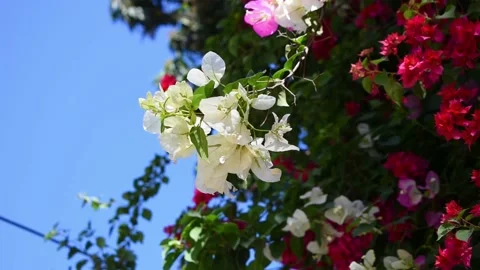 Beautiful flowers in spring with blue sky background Stock Footage 151622795