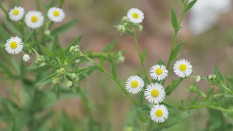 Beautiful flowers in spring Stock Footage 242983499