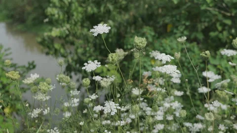 Beautiful flowers in spring Stock-Footage 242983518