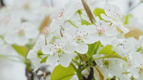 Beautiful flowers in spring Stock Footage 242983533