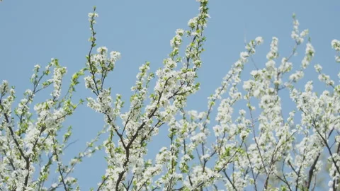 Beautiful flowers in spring Stock Footage 242984091