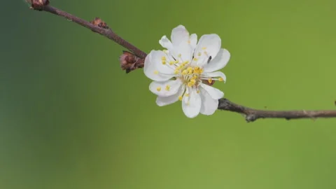 Beautiful flowers in spring Stock Footage 242984434