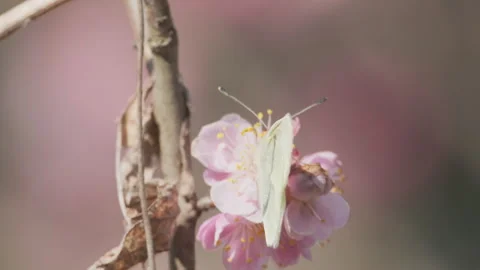 Beautiful flowers in spring Stock Footage 242984764
