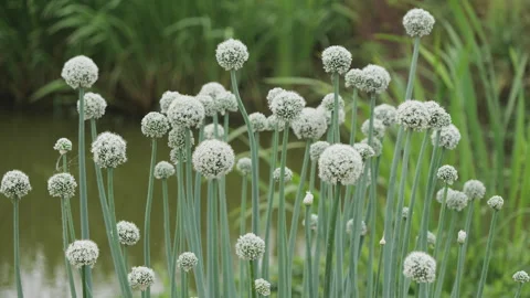 Beautiful flowers in spring Stock Footage 242985152